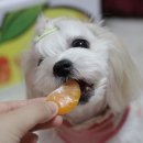 경훈농장 네이버블로그
