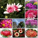 [12월 13일 탄생화] 국화(자홍색) Chrysanthemum) : 사랑 이미지