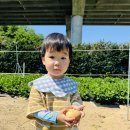 🥔감자 밭으로 출동! &amp; 어서오세요~🔔 좋아해주스가게🥤 입니다! 이미지