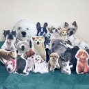 우리집고양이 | 우리집고양이포토제작쿠션후기/반려동물쿠션주문제작🩶