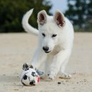 강아지꿈 이미지