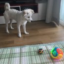 도그팡팡 이미지