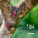 햇살약국 | [전북 정읍] 조선 후기 상류층의 고택, 봄 햇살에 빛나는 꽃의 속삭임, 김명관 고택의 봄