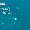 돌고래민박 이미지