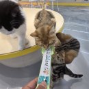 고양이카페 아이캣유 이미지