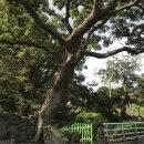 명월 팽나무군락 이미지