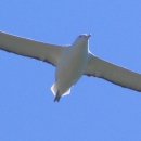 알바트로스 이미지