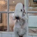 개미애견미용실 이미지