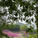 킨텍스공영주차장삼거리 ∼ 공영주차장출입구(양방향) | 군포 철쭉축제 철쭉동산 방문후기