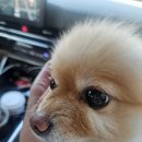 왕소나무집 | 2025년 9번째, 가평 네스트 캠핑장 2박 3일🏕️