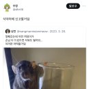 식약청에 신고당한 라따뚜이가 불러일으킨 노답멘션 강령술 이미지