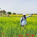 낙동강 유채단지 이미지