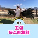 독수리 | 경남 고성 독수리체험 예약 &amp; 관람 후기