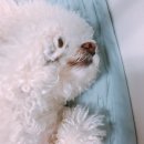 귀여워, 댕댕이 이미지