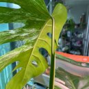 나의 작은 정원-홈 가드닝 | 나의 작은 정원, 홈가드닝 with 몬스테라 성장기