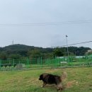 엔젤애견 이미지