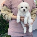 댕댕이 커트방 이미지