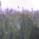 방동하리 이미지