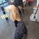 퍼피앤커피 이미지