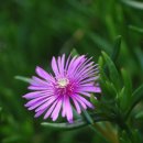 송엽국/사철채송화 Lampranthus spectabilis 이미지