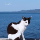 이언니