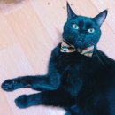 더 리얼 짐 이미지