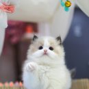 캣프렌즈 이미지