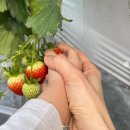 채림농장 이미지