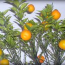 오렌지나무 이미지