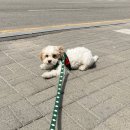 아뮤펫 | 댕댕댕공방 핸드메이드 커스텀하네스, 의정부 민락동 아뮤펫에서 구매 후기