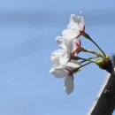 Prunus × nudiflora (Koehne) Koidz를 어떻게 할 것인가? 이미지