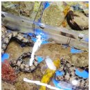 주원 | 청호활어회센터 속초회센터 추천 제대로 인 주원수산 후기