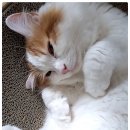 비타민동물메디컬센터 이미지