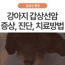 경상메디칼 | 강아지 목 부위 혹? 갑상선암 모든 것: 증상, 진단, 수술 사례 - 울산·부산 종양 전문 동물병원