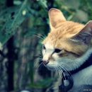 멍이와 양이 이미지