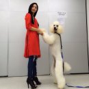 클라라애견 이미지