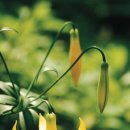 약초와 건강 이미지