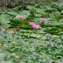 남생이못 습지생태 관찰원 이미지