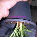 준 소프트 이미지