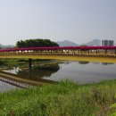장성 황룡강변 봄꽃 구경 이미지