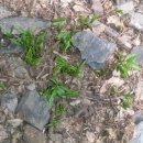 삼싹농장 이미지