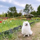 멍멍키친 이미지