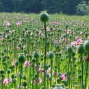 양귀비 [Opium poppy] 이미지