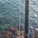 살랑살랑하개 이미지