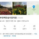 백만집 | 부천 백만송이장미원 실시간 개화 후기｜5월 꽃구경 지금 딱 좋아🌹