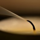 고서희 카카오 검색결과