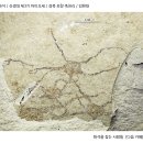 거미불가사리 화석 [신생대 제3기 마이오세 / 경북 포항 / 김현대] 이미지