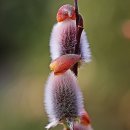 식물원 강아지 이미지