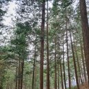 2023년12월2일 전북 완주 공기마을 편백나무숲 이미지