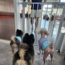 웨이브독 | #웨이브독 솔직후기 우리아기들 힐링 타임 🐶
